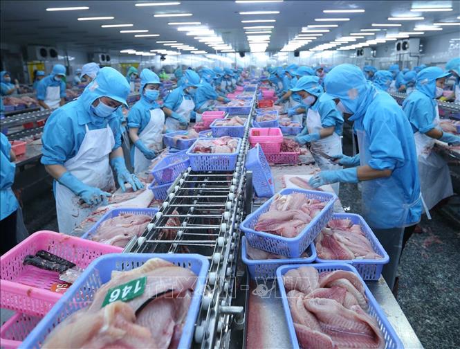 1er trimestre bonne dynamique des exportations nationales de pangasius